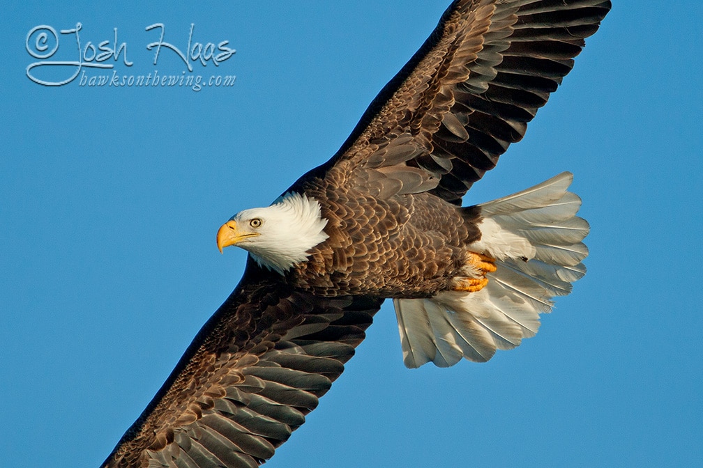 Eagles, Osprey and Vultures - Hawks on the Wing