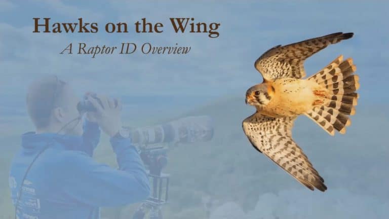 Inspiring Hawkwatchers and a Raptor ID Overview - Hawks on the Wing